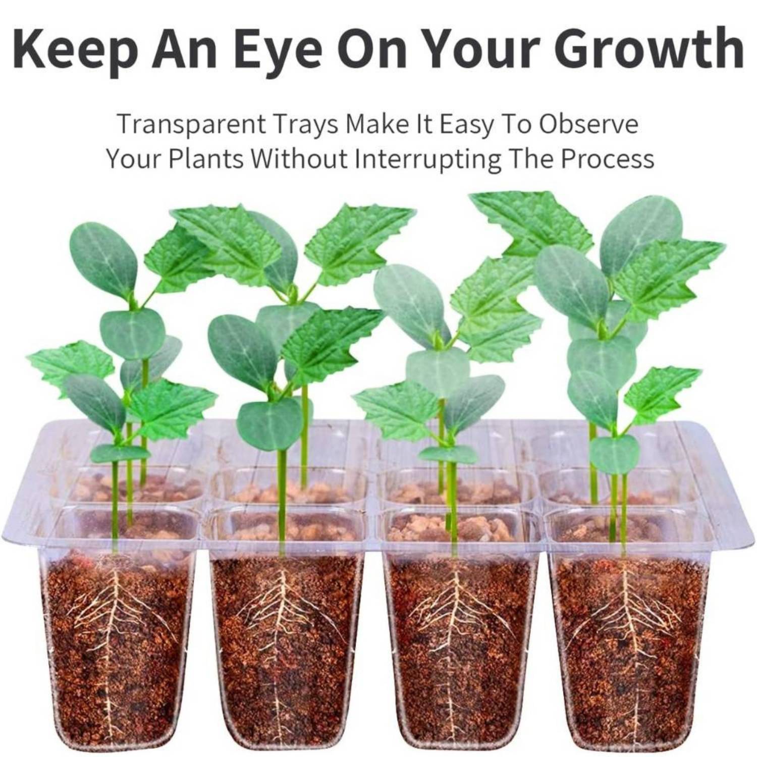 Self Watering Seedling Tray