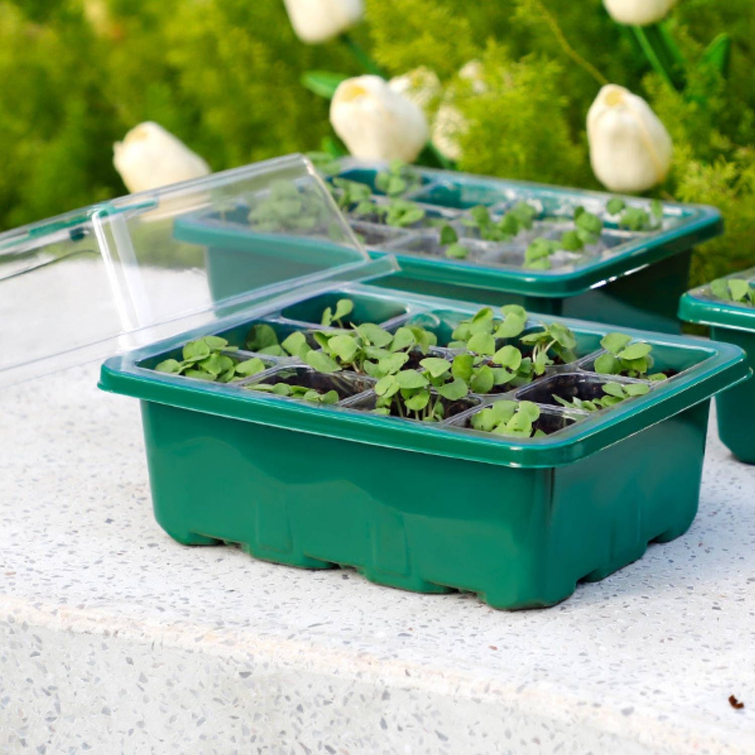 Self Watering Seedling Tray: image 2