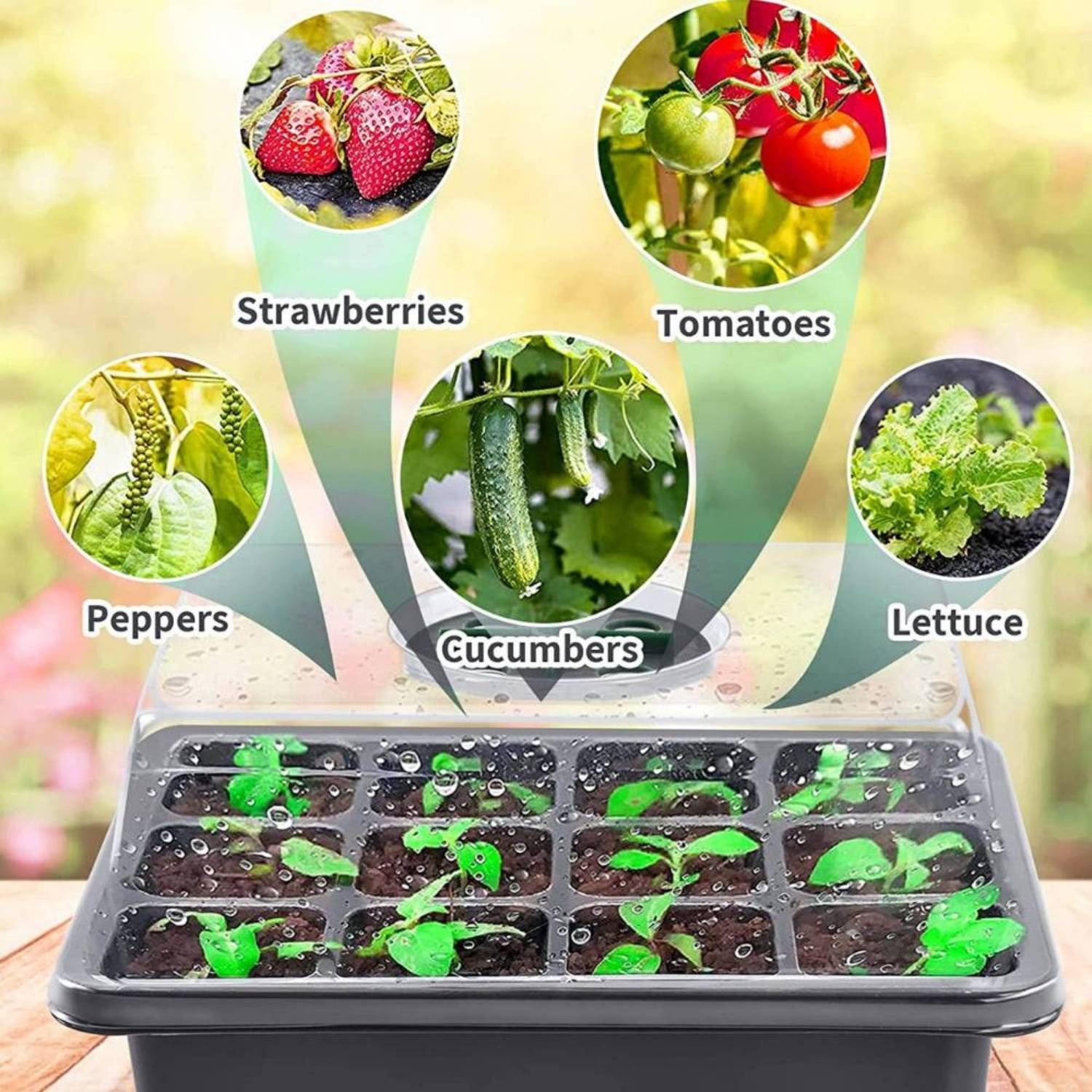 Self Watering Seedling Tray: image 5