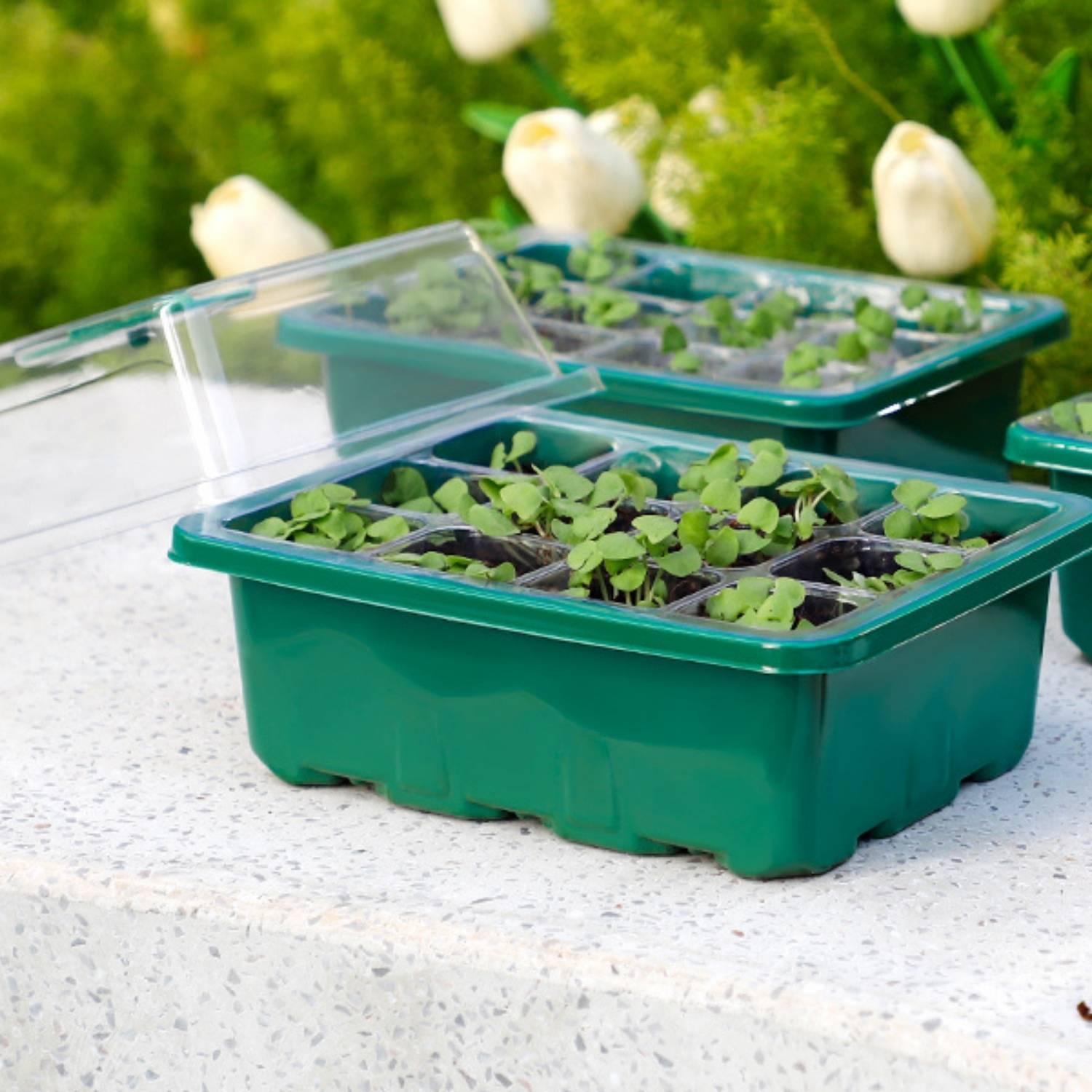 Self Watering Seedling Tray: image 10